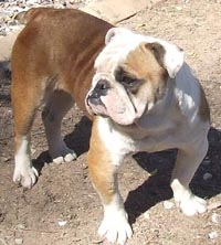 English Bulldog Puppies For Sale Uk