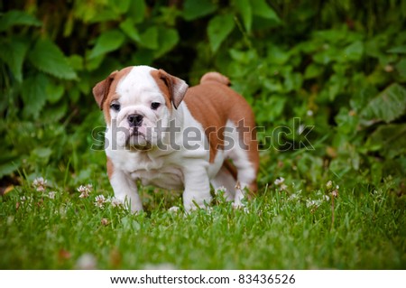 English Bulldog Puppies Images