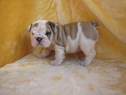 English Bulldog Puppies Pics