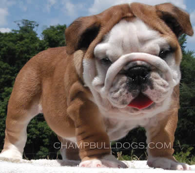 English Bulldog Puppies Pics