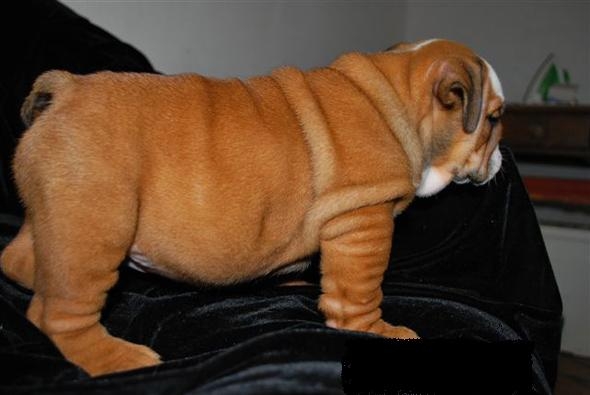 English Bulldog Puppies Pictures