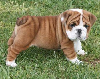 English Bulldog Puppies Pictures