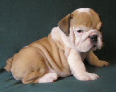 English Bulldog Puppies Pictures