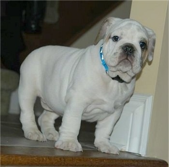 English Bulldog Puppies Pictures