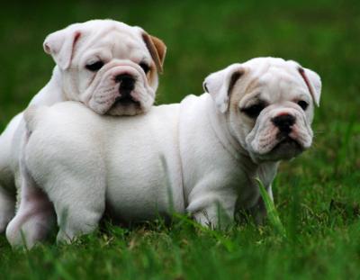 English Bulldog Puppies Pictures