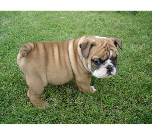 English Bulldog Puppies Wallpaper