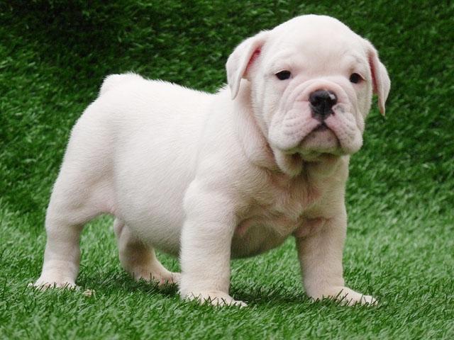 English Bulldog Puppies Wallpaper