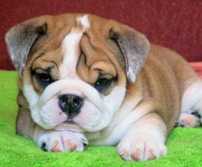 English Bulldog Puppies Wallpaper