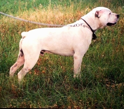 English Bulldog Puppies White