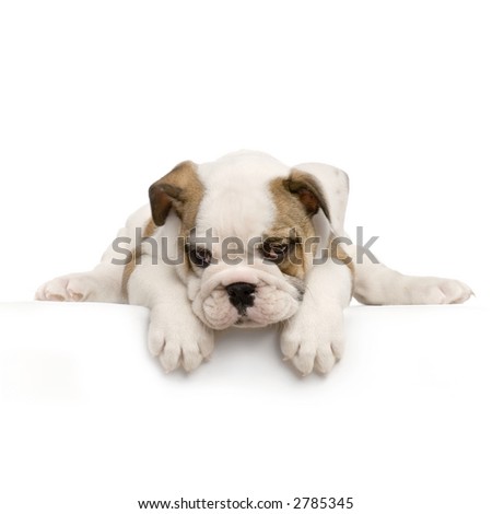 English Bulldog Puppies White