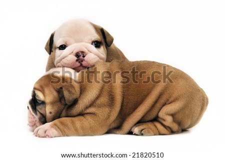 English Bulldog Puppies White