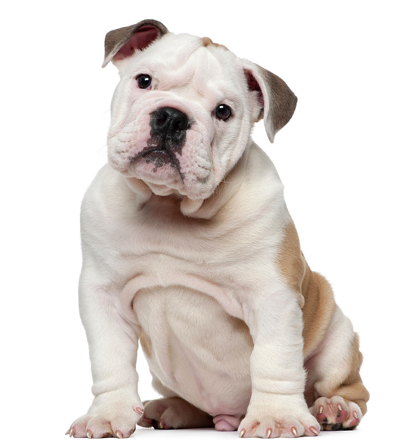 English Bulldog Puppies White