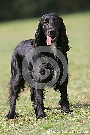 English Cocker Spaniel Black