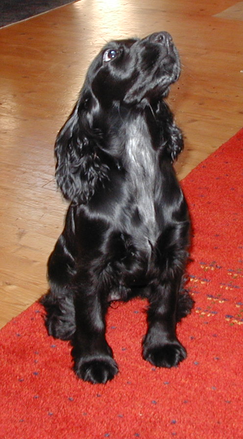 English Cocker Spaniel Black