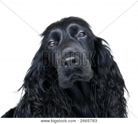 English Cocker Spaniel Black