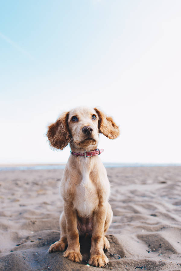 English Cocker Spaniel Black And White