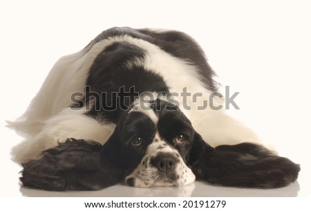 English Cocker Spaniel Black And White