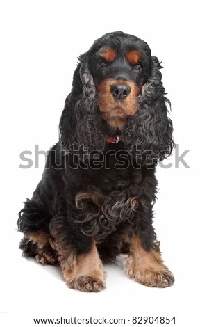 English Cocker Spaniel Black And White