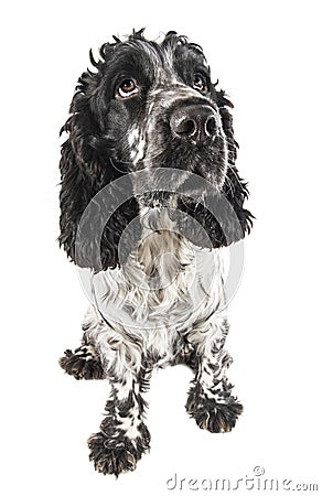 English Cocker Spaniel Black And White