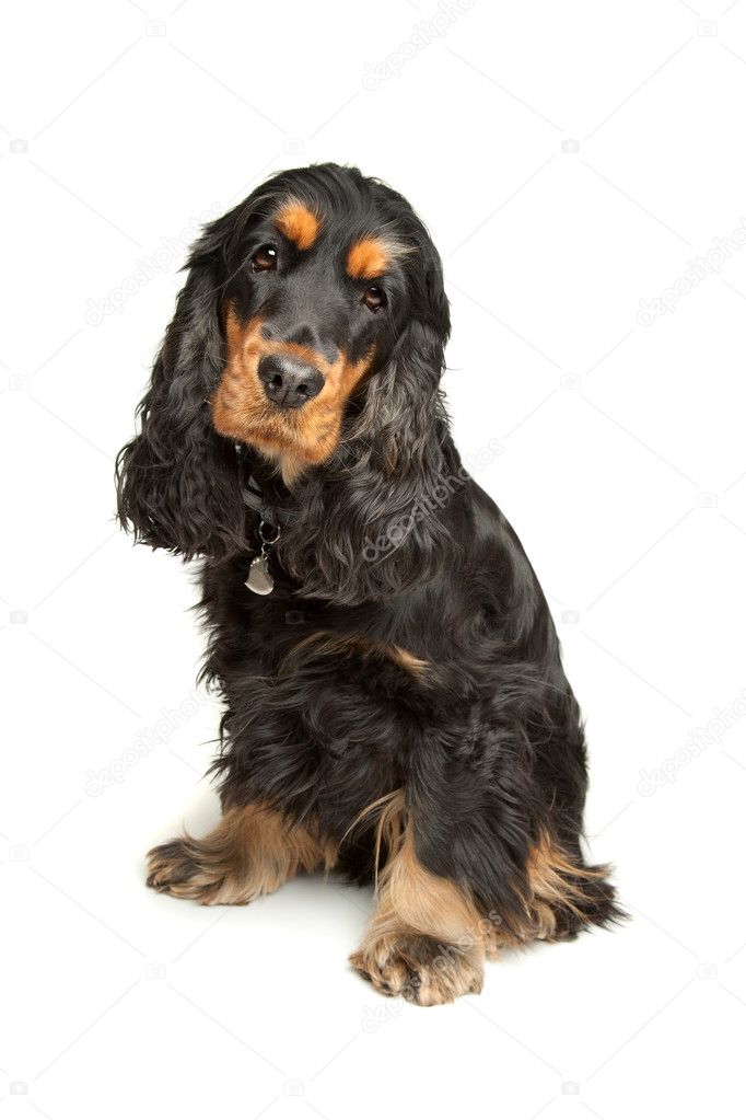 English Cocker Spaniel Black And White