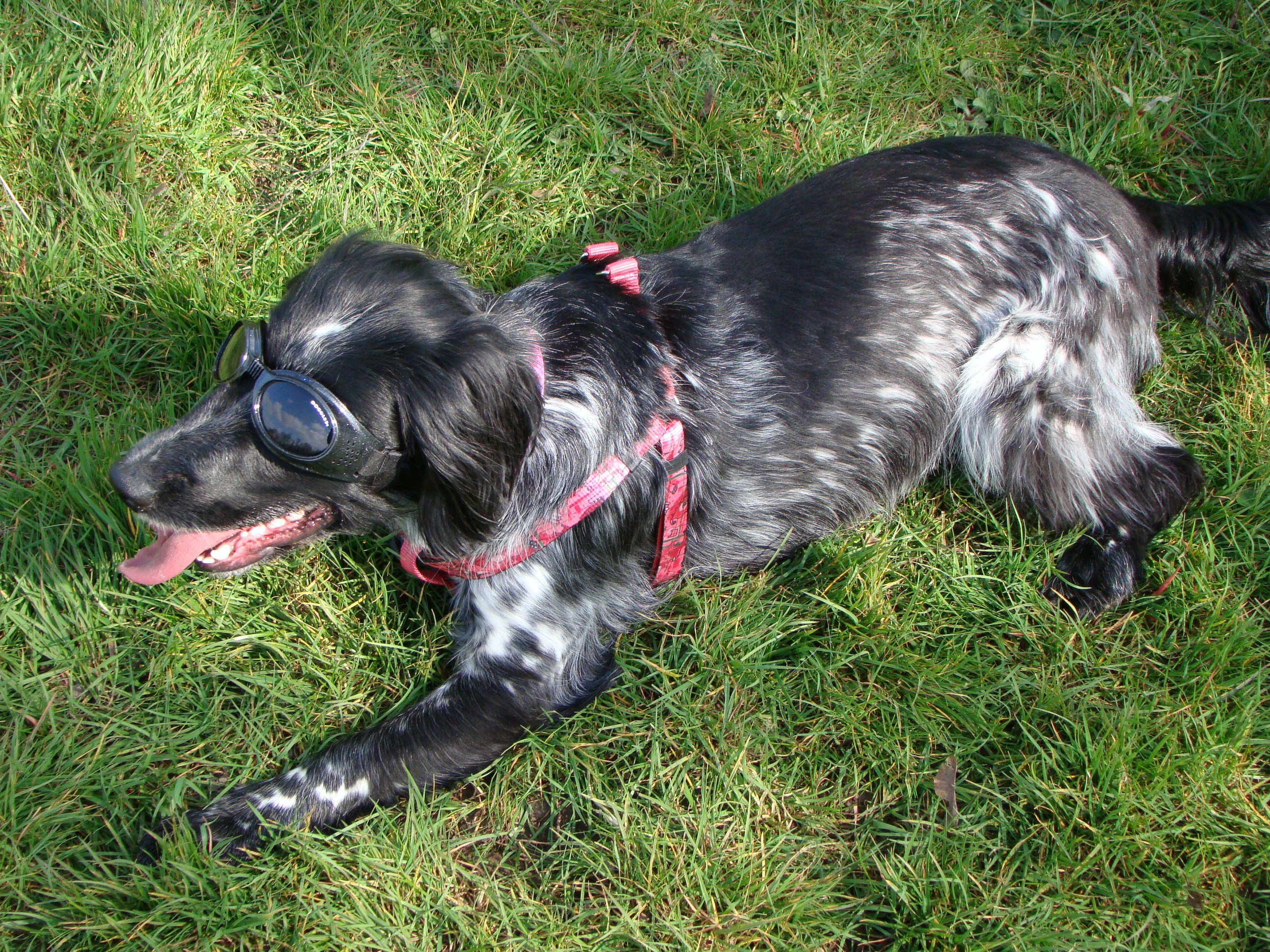 English Cocker Spaniel Blue Roan