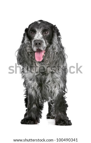 English Cocker Spaniel Blue Roan