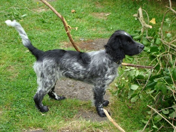 English Cocker Spaniel Blue Roan