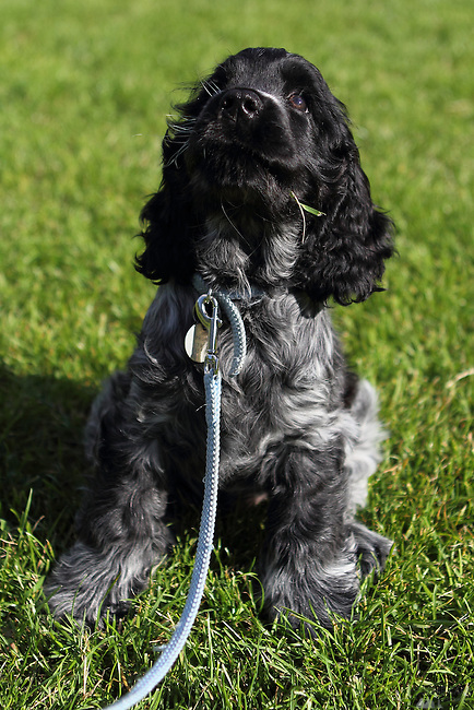 English Cocker Spaniel Blue Roan