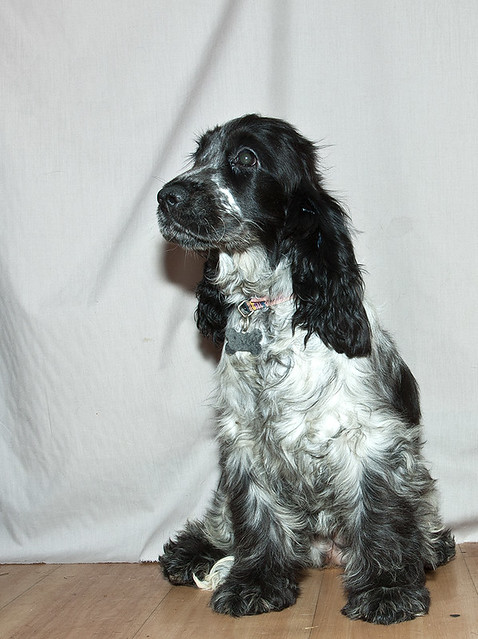 English Cocker Spaniel Blue Roan