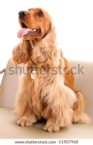 English Cocker Spaniel Brown