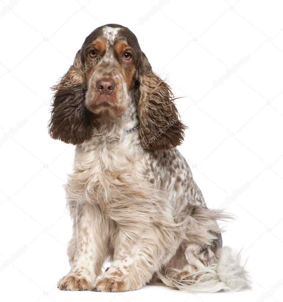 English Cocker Spaniel Brown