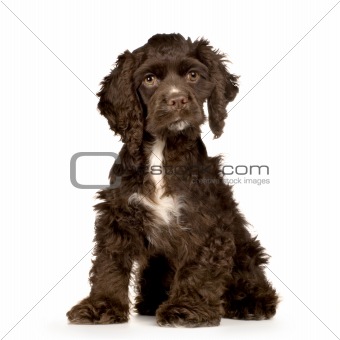 English Cocker Spaniel Brown