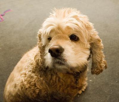 English Cocker Spaniel Brown