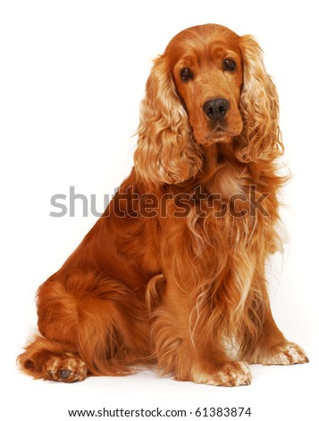 English Cocker Spaniel Brown