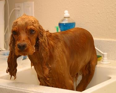 English Cocker Spaniel Dog