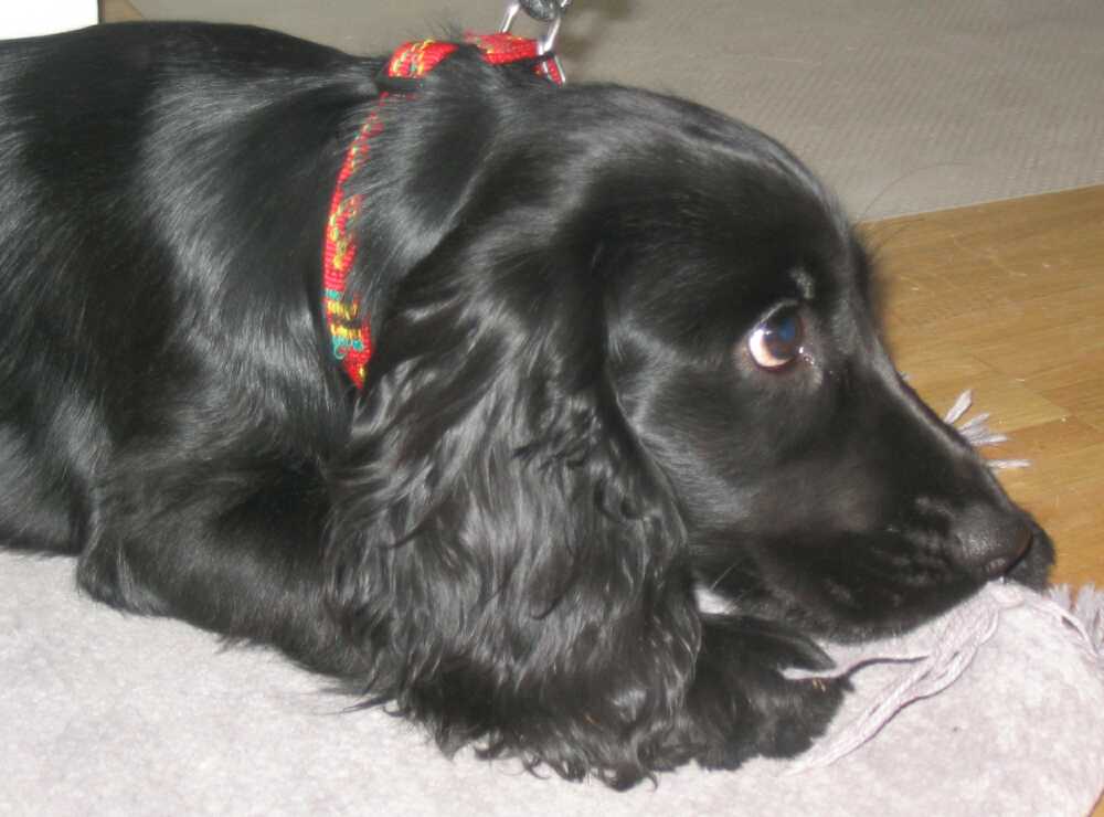 English Cocker Spaniel Dog