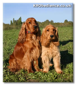 English Cocker Spaniel Dog