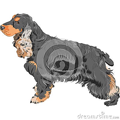 English Cocker Spaniel Dog Breed Info