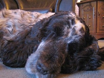 English Cocker Spaniel Dog Breed Info