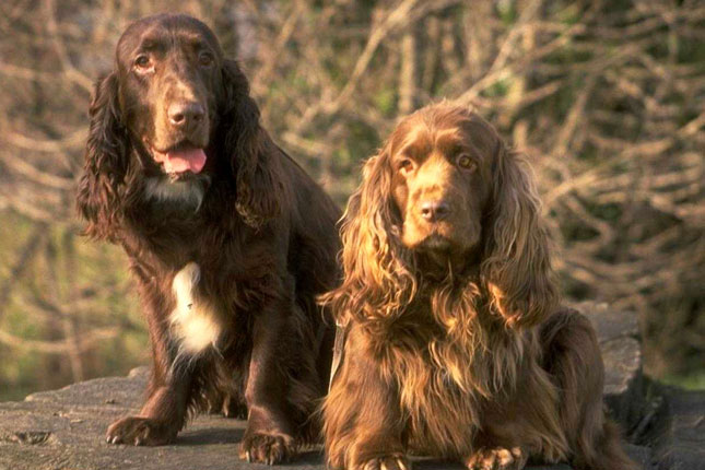 English Cocker Spaniel Dog Breed Info