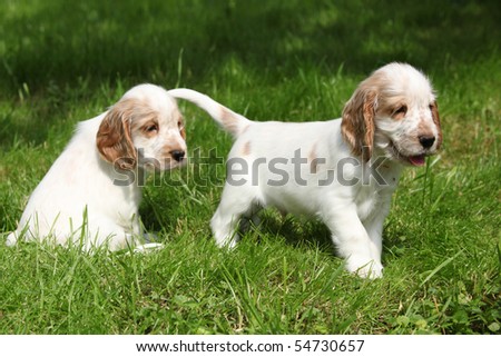 English Cocker Spaniel Dog Breeders