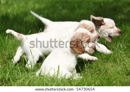 English Cocker Spaniel Dog Breeders