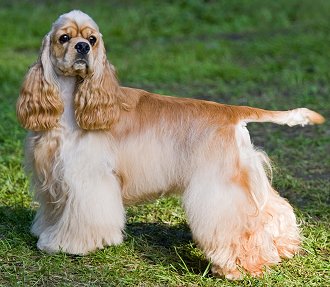 English Cocker Spaniel Dog Breeders