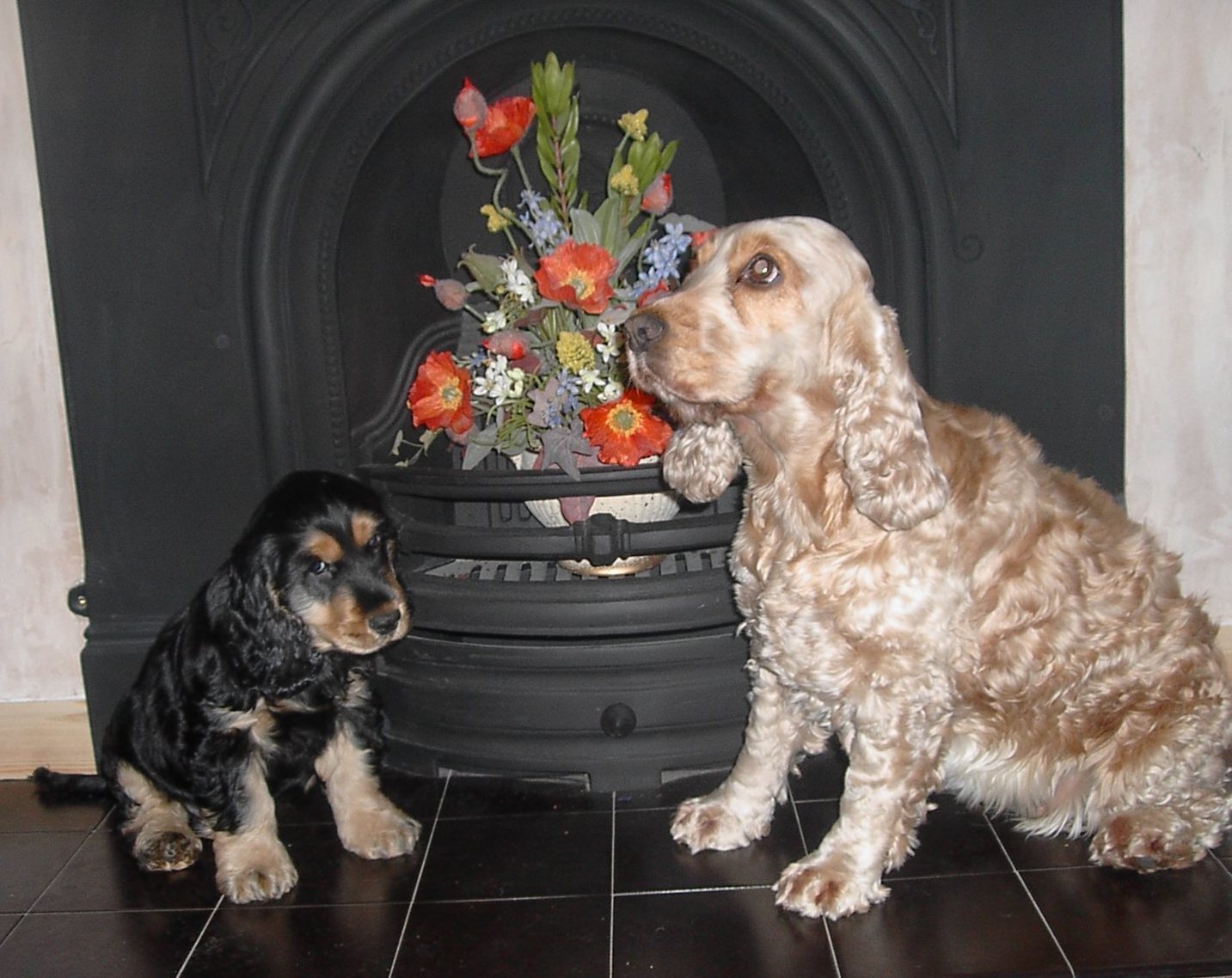 English Cocker Spaniel Dog Breeders