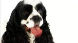 English Cocker Spaniel Dogs 101