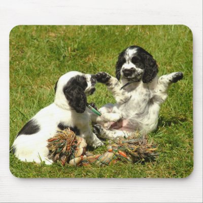 English Cocker Spaniel Dogs For Sale