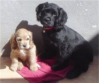 English Cocker Spaniel Dogs For Sale