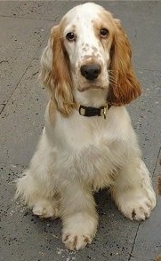 English Cocker Spaniel Dogs For Sale