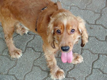 English Cocker Spaniel Dogs For Sale