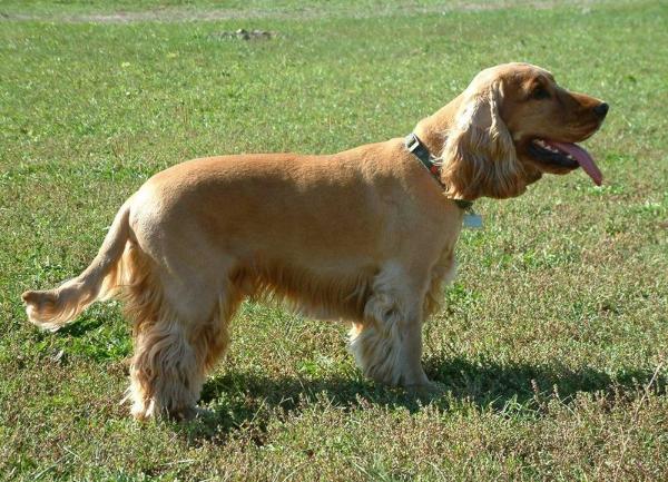 English Cocker Spaniel Dogs For Sale